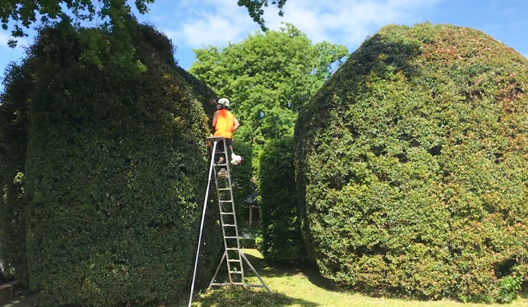 Hedge Trimming with ladder