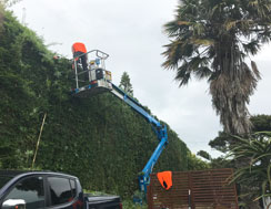 Hedge Trimming with lift