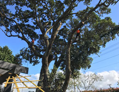 Tree Reductions and Trimming