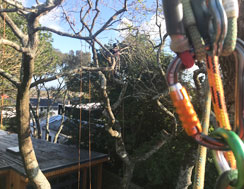 Tree Trimming with equipment