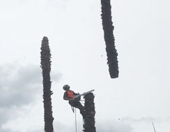 Palm Tree top being removed