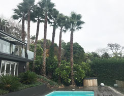 Palm Trees in front of house
