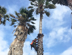 Arborist in Palm Tree